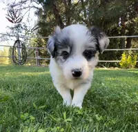 26E Green Collar, a male Border Collie for sale in Mariposa, CA – 5 of 9