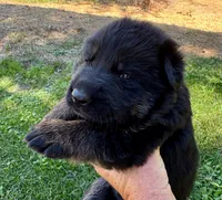 26F Orange Collar, a male German Shepherd Dog for sale in Mariposa, CA – 3 of 7