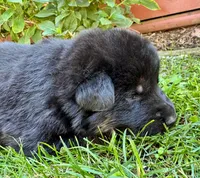 26F Purple Collar, a male German Shepherd Dog for sale in Mariposa, CA – 7 of 8