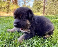 26F Red Collar, a female German Shepherd Dog for sale in Mariposa, CA – 5 of 7