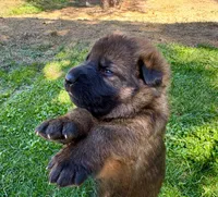 26F Yellow Collar, a female German Shepherd Dog for sale in Mariposa, CA – 5 of 6