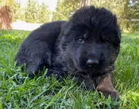 26F Orange Collar, a male German Shepherd Dog for sale in Mariposa, CA – 2 of 7