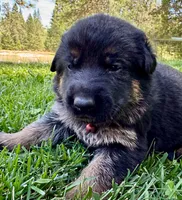 26F Red Collar, a female German Shepherd Dog for sale in Mariposa, CA – 3 of 7