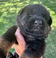 26F Pink Collar, a female German Shepherd Dog for sale in Mariposa, CA – 2 of 6