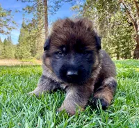 26F Pink Collar, a female German Shepherd Dog for sale in Mariposa, CA – 5 of 6