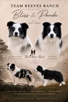 26E Green Collar, a male Border Collie for sale in Mariposa, CA – 9 of 9