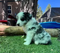 26E Green Collar, a male Border Collie for sale in Mariposa, CA – 4 of 9