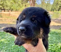 26F Red Collar, a female German Shepherd Dog for sale in Mariposa, CA – 6 of 7
