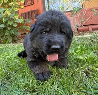 26F Orange Collar, a male German Shepherd Dog for sale in Mariposa, CA – 5 of 7