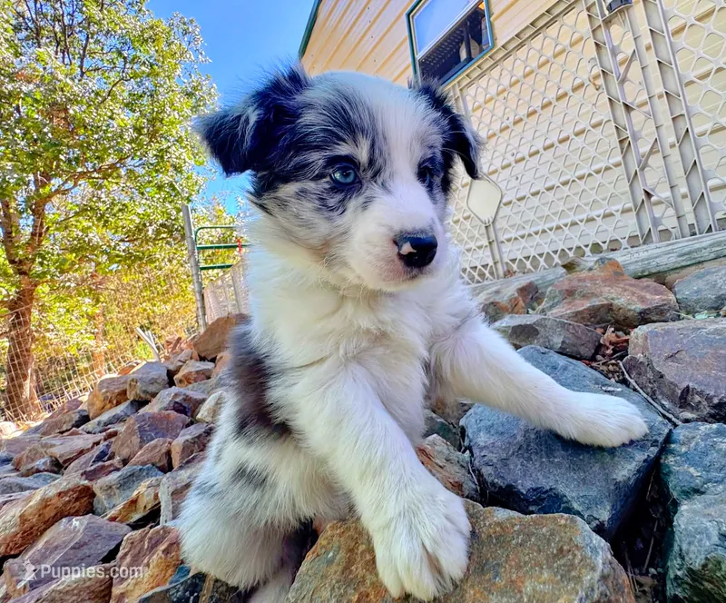 26E Green Collar – Border Collie puppy for sale in Mariposa, CA