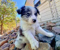 26E Green Collar, a male Border Collie for sale in Mariposa, CA – 1 of 9