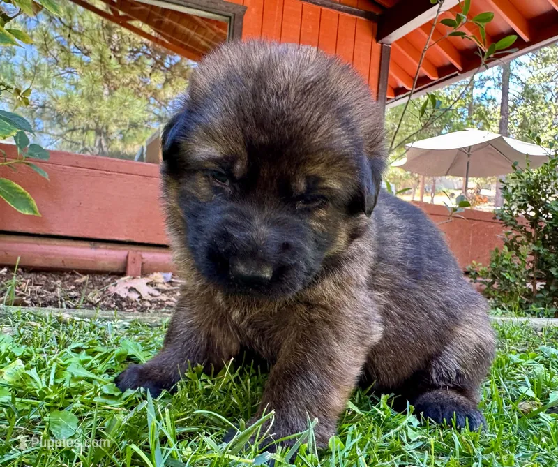 26F Yellow Collar – German Shepherd Dog puppy for sale in Mariposa, CA