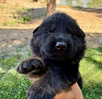 26F Orange Collar, a male German Shepherd Dog for sale in Mariposa, CA – 4 of 7
