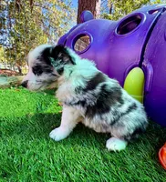 26E Green Collar, a male Border Collie for sale in Mariposa, CA – 7 of 9