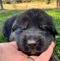 26F Purple Collar, a male German Shepherd Dog for sale in Mariposa, CA – 6 of 8