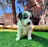 26E Green Collar, a male Border Collie for sale in Mariposa, CA – 8 of 9