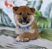 Daichi, a male Shiba Inu for sale in Victorville, CA – Photo 3 of 5