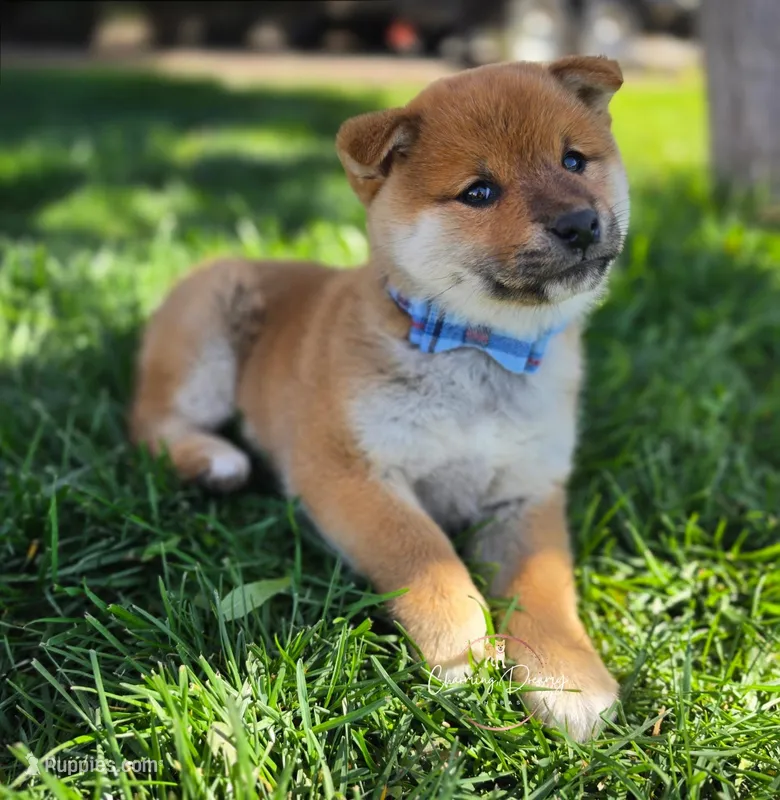 Daichi – Shiba Inu puppy for sale in Victorville, CA