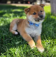 Daichi, a male Shiba Inu for sale in Victorville, CA – Photo 1 of 5