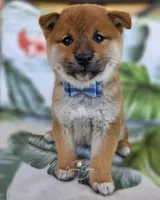 Daichi, a male Shiba Inu for sale in Victorville, CA – Photo 2 of 5