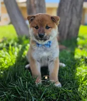Daichi, a male Shiba Inu for sale in Victorville, CA – Photo 4 of 5