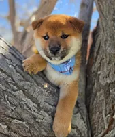 Hiroshi, a male Shiba Inu for sale in Victorville, CA – Photo 3 of 5