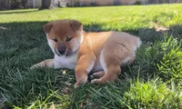 Hiroshi, a male Shiba Inu for sale in Victorville, CA – Photo 2 of 5