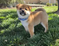 Hiroshi, a male Shiba Inu for sale in Victorville, CA – Photo 1 of 5