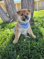 Hiroshi, a male Shiba Inu for sale in Victorville, CA – Photo 4 of 5