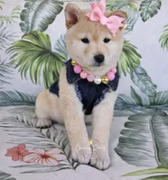 Hannah, a female Shiba Inu for sale in Victorville, CA – Photo 3 of 5