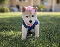 Hannah, a female Shiba Inu for sale in Victorville, CA – Photo 5 of 5
