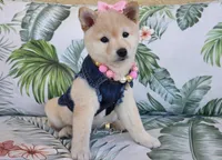 Hannah, a female Shiba Inu for sale in Victorville, CA – Photo 1 of 5