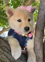 Hannah, a female Shiba Inu for sale in Victorville, CA – Photo 4 of 5