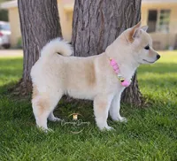 Hannah, a female Shiba Inu for sale in Victorville, CA – Photo 2 of 5