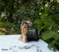 Tiny Maya, a female Yorkshire Terrier for sale in Houston, TX – Photo 8 of 8