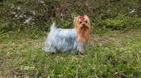Tiny Maya, a female Yorkshire Terrier for sale in Houston, TX – Photo 7 of 8