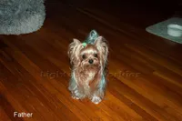 Tiny Maya, a female Yorkshire Terrier for sale in Houston, TX – Photo 6 of 8