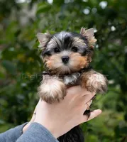Tiny Maya, a female Yorkshire Terrier for sale in Houston, TX – Photo 3 of 8