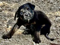 Little Boy (nickname), a male Rottweiler and English Mastiff for sale in Kopperl, TX – 4 of 6