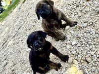 Fat Girl (nickname), a female Rottweiler and English Mastiff for sale in Kopperl, TX – 6 of 6