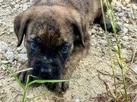 Fat Girl (nickname), a female Rottweiler and English Mastiff for sale in Kopperl, TX – 4 of 6
