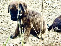 Fat Girl (nickname), a female Rottweiler and English Mastiff for sale in Kopperl, TX – 5 of 6