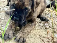 Fat Girl (nickname), a female Rottweiler and English Mastiff for sale in Kopperl, TX – 2 of 6