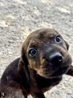 Little Punk (nickname), a male Rottweiler and English Mastiff for sale in Kopperl, TX – 4 of 5