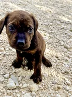 Little Punk (nickname), a male Rottweiler and English Mastiff for sale in Kopperl, TX – 2 of 5