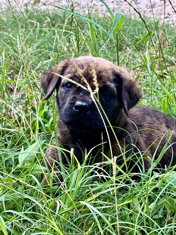 Fat Girl (nickname) – Rottweiler, English Mastiff puppy for sale in Kopperl, TX
