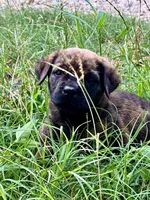 Fat Girl (nickname), a female Rottweiler and English Mastiff for sale in Kopperl, TX – 1 of 6