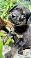Little Boy (nickname), a male Rottweiler and English Mastiff for sale in Kopperl, TX – 2 of 6
