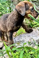 Little Punk (nickname), a male Rottweiler and English Mastiff for sale in Kopperl, TX – 5 of 5