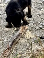 Little Boy (nickname), a male Rottweiler and English Mastiff for sale in Kopperl, TX – 3 of 6
